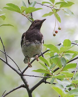 Aztec Thrush (Ridgwayia pinicola) photo image