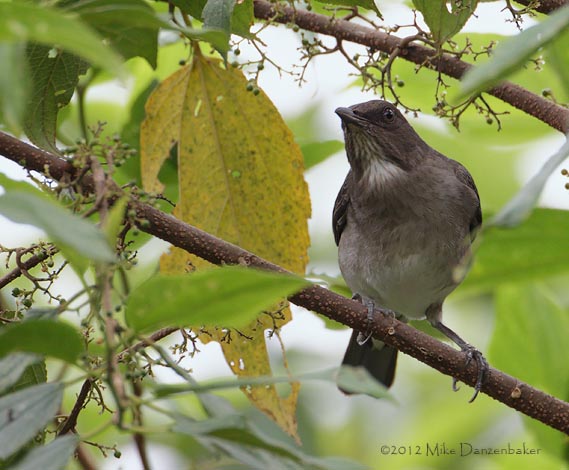 Black-billed Thrush (Turdus ignobilis) photo image