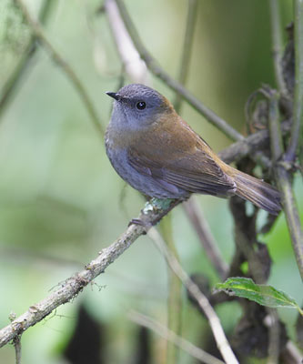 Black-billed Nightingale-Thrush (Catharus gracilirostris) photo image