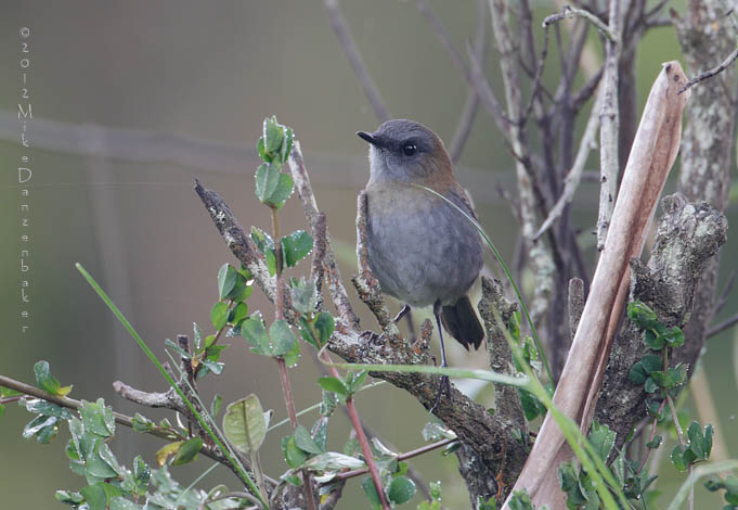 Black-billed Nightingale-Thrush (Catharus gracilirostris) photo image