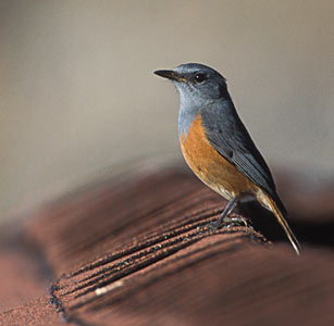 Benson's Rock Thrush (Monticola sharpei bensoni) photo image