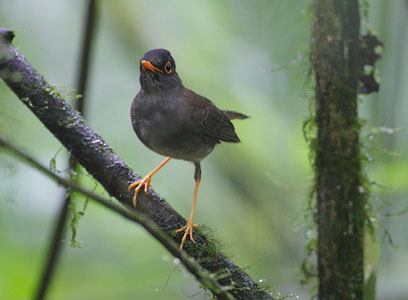 Black-headed Nightingale-Thrush (Catharus mexicanus) photo image