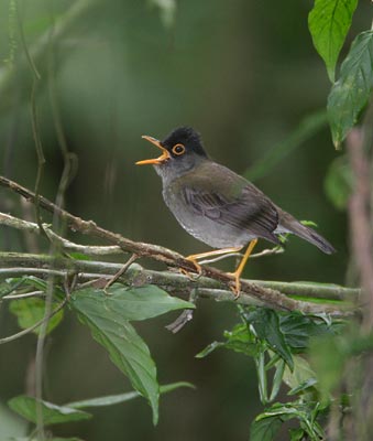 Black-headed Nightingale-Thrush (Catharus mexicanus) photo image