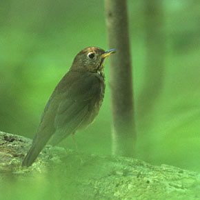 Bicknell's Thrush (Catharus bicknelli) photo image
