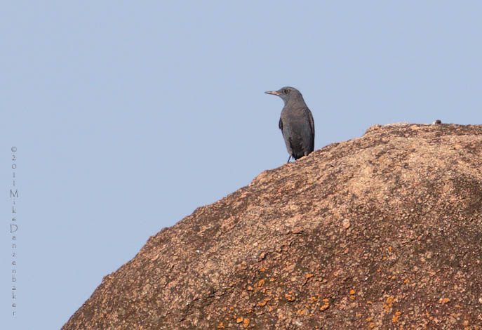 Blue Rock Thrush (Monticola solitarius) photo image