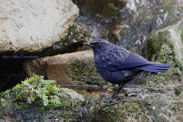 Blue Whistling Thrush (Myophonus caeruleus) photo