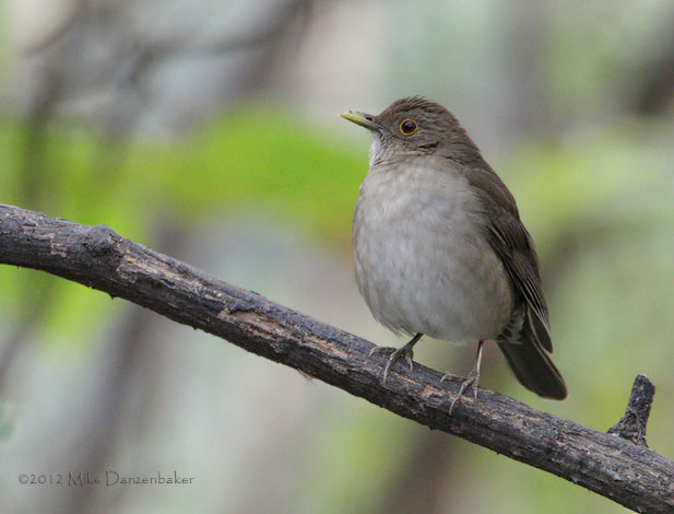 Ecuadorian Thrush (Turdus maculirostris) photo