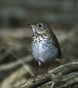 Gray-cheeked Thrush (Catharus minimus) photo image