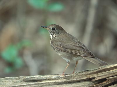 Gray-cheeked Thrush (Catharus minimus) photo image