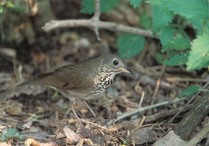 Gray-cheeked Thrush (Catharus minimus) photo image