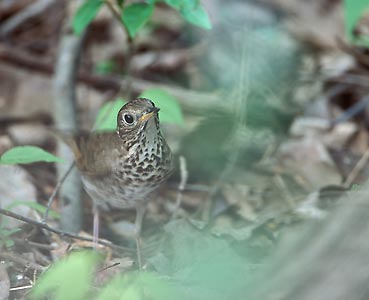 Gray-cheeked Thrush (Catharus minimus) photo image