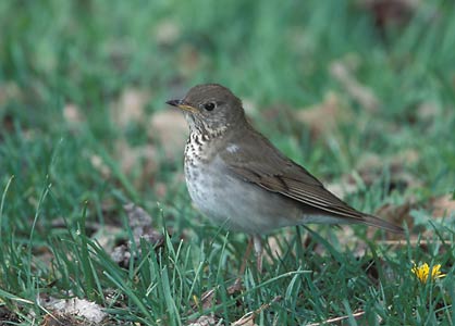 Gray-cheeked Thrush (Catharus minimus) photo image