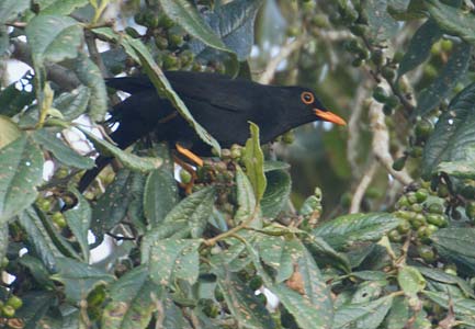 Glossy-black Thrush (Turdus serranus) photo image