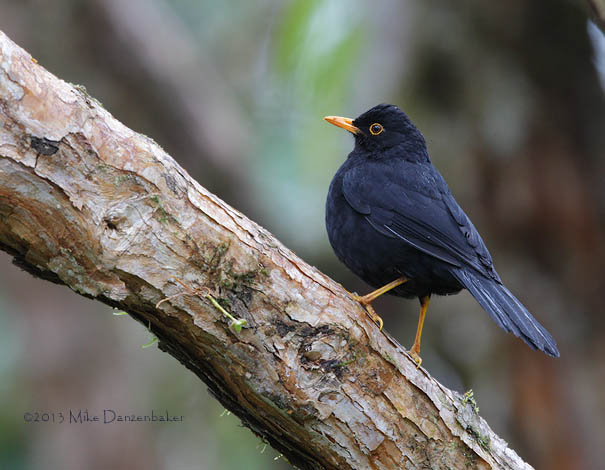 Glossy-black Thrush (Turdus serranus) photo image