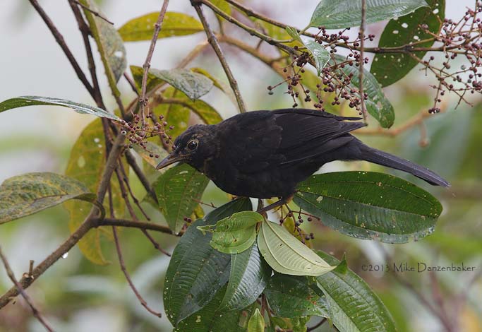 Glossy-black Thrush (Turdus serranus) photo image