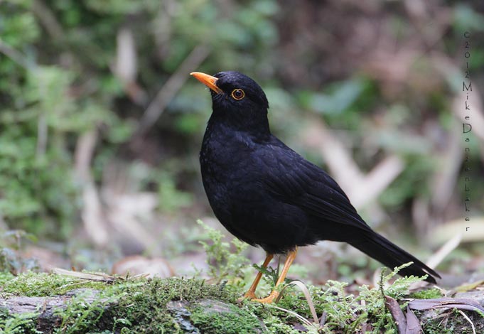 Glossy-black Thrush (Turdus serranus) photo image
