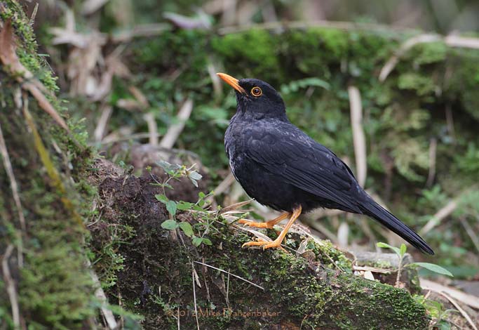 Glossy-black Thrush (Turdus serranus) photo image
