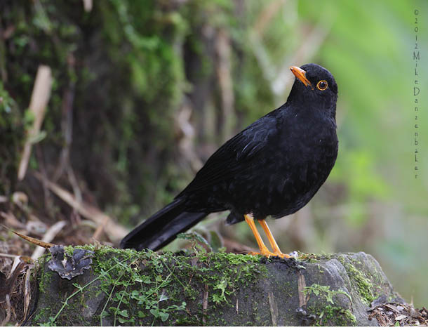 Glossy-black Thrush (Turdus serranus) photo image