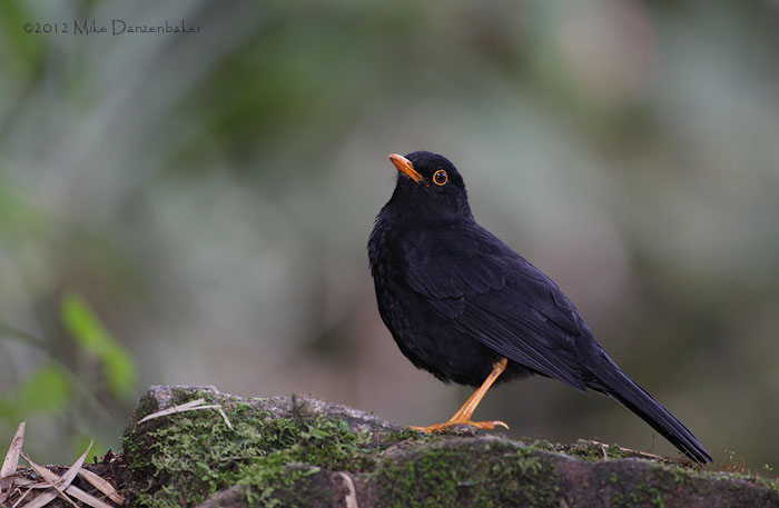 Glossy-black Thrush (Turdus serranus) photo image
