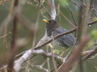 Japanese Thrush (Turdus cardis) photo image