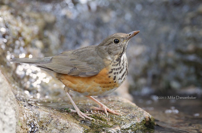 Grey-backed Thrush (Turdus hortulorum) photo image