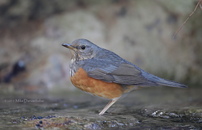 Grey-backed Thrush (Turdus hortulorum) photo image