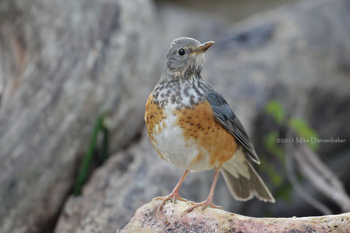 Grey-backed Thrush (Turdus hortulorum) photo image