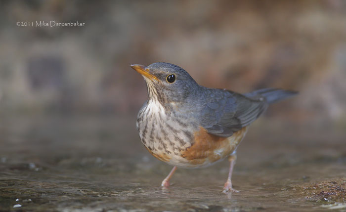 Grey-backed Thrush (Turdus hortulorum) photo image