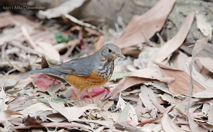 Grey-backed Thrush (Turdus hortulorum) photo image