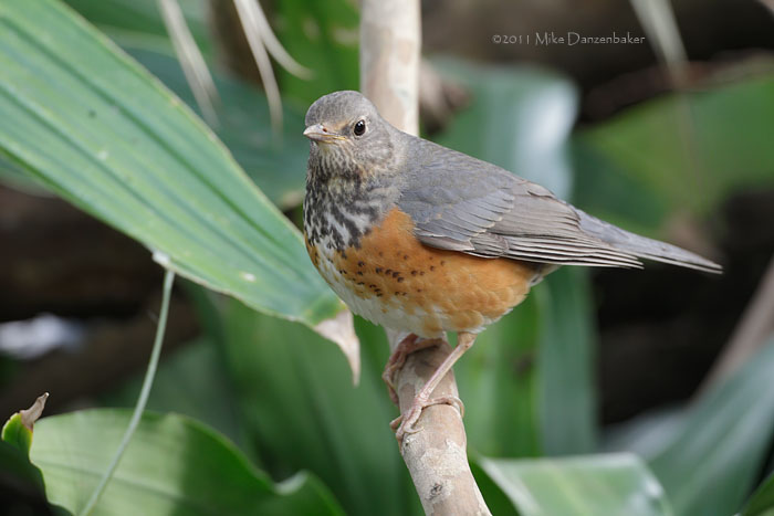 Grey-backed Thrush (Turdus hortulorum) photo image