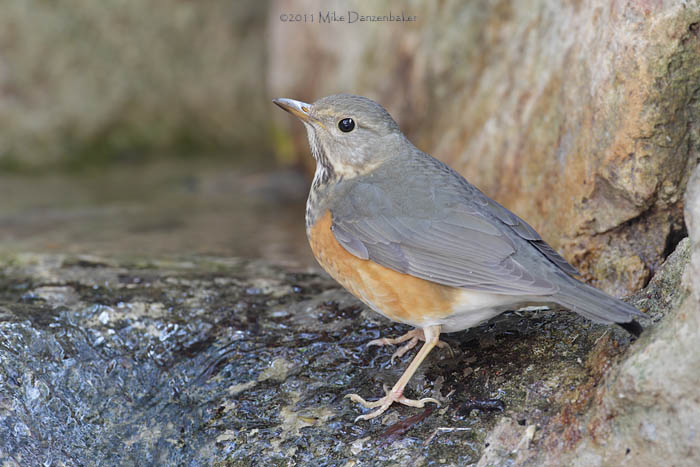 Grey-backed Thrush (Turdus hortulorum) photo image