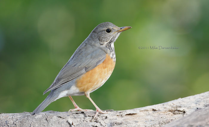 Grey-backed Thrush (Turdus hortulorum) photo image