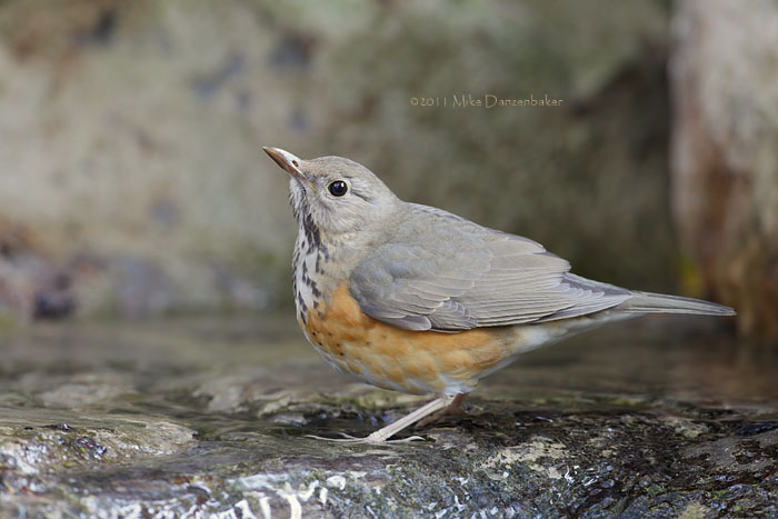 Grey-backed Thrush (Turdus hortulorum) photo