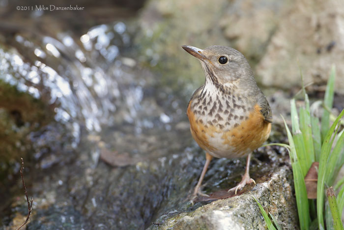 Grey-backed Thrush (Turdus hortulorum) photo image