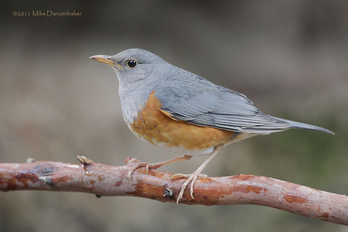 Grey-backed Thrush (Turdus hortulorum) photo image