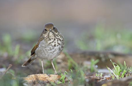 Hermit Thrush (Catharus guttatus) photo