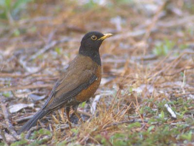 Izu Thrush (Turdus celaenops) photo image