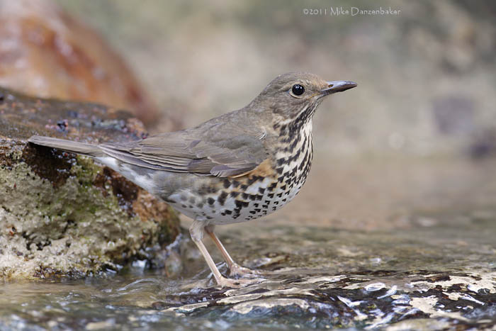 Japanese Thrush (Turdus cardis) photo
