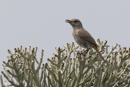 Littoral Rock Thrush (Monticola imerina) photo image