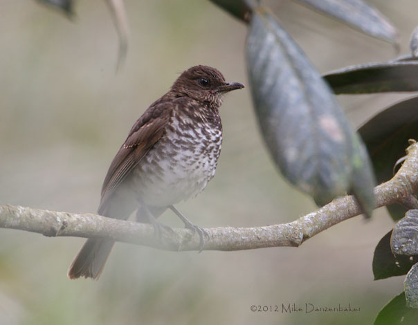Maranon Thrush (Turdus maranonicus) photo