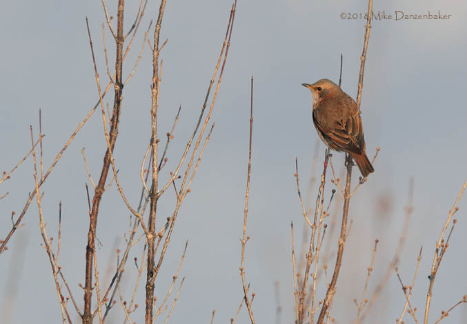 Naumann's Thrush (Turdus naumanni) photo image