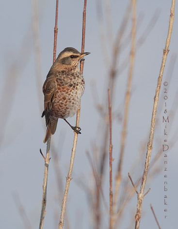 Naumann's Thrush (Turdus naumanni) photo image