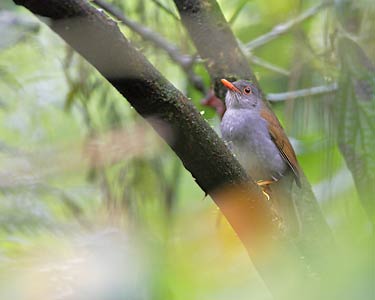 Orange-billed Nightingale-Thrush (Catharus aurantiirostris) photo image