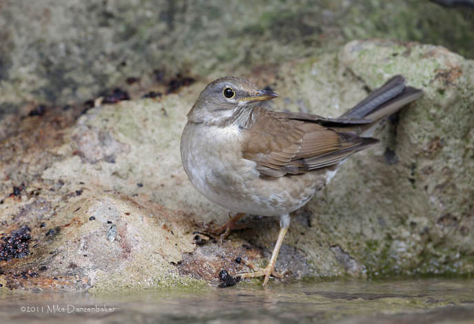 Pale Thrush (Turdus pallidus) photo
