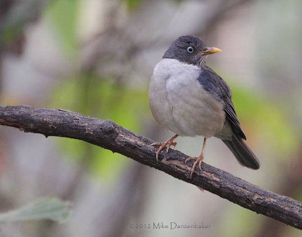 Plumbeous-backed Thrush (Turdus reevei) photo