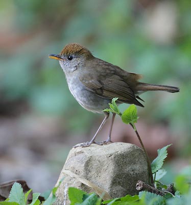Ruddy-capped Nightingale-Thrush (Catharus frantzii) photo