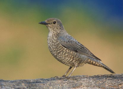 Chestnut-bellied Rock Thrush (Monticola rufiventris) photo image
