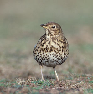 Song Thrush (Turdus philomelos) photo image