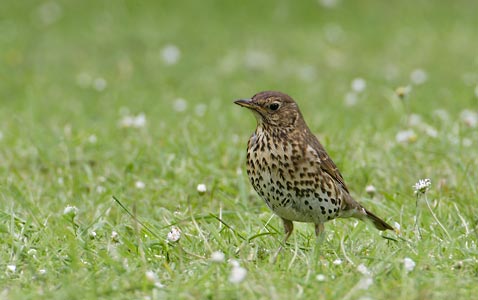 Song Thrush (Turdus philomelos) photo image