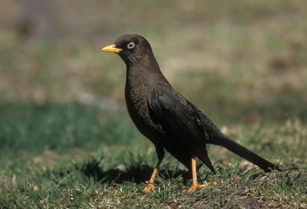 Sooty Thrush (Turdus nigrescens) photo image